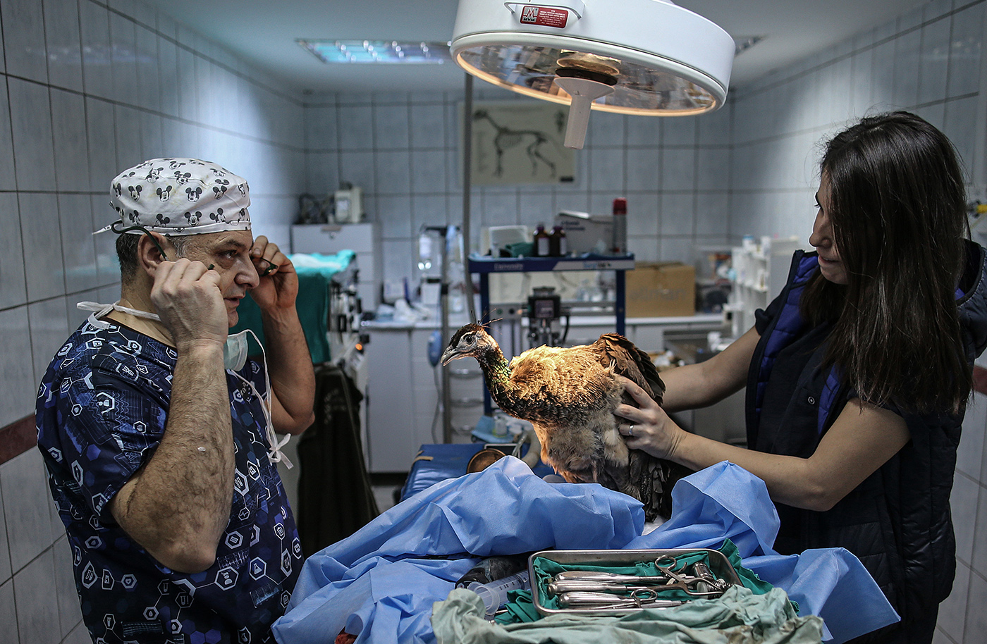 Head of Department of Wild Animal Diseases and Ecology Prof. Dr. Serhat Ozsoy (L) treats a peacock at the Istanbul University Cerrahpasa Faculty of Veterinary Science Hospital in Istanbul, Turkey, 17 December 2018.