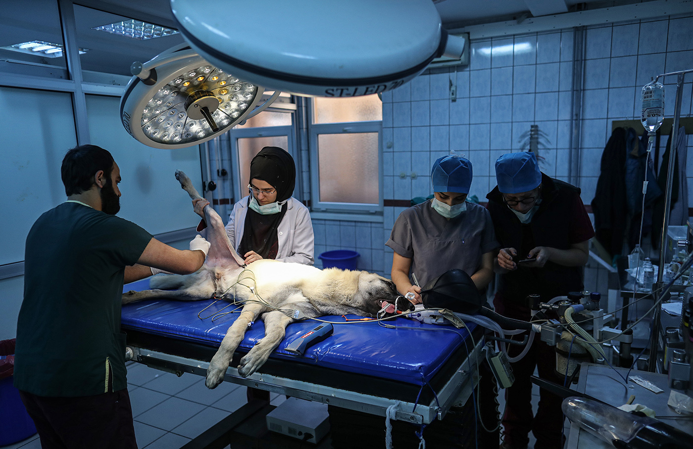Veterinarians prepare a dog for surgery in the Istanbul University Cerrahpasa Faculty of Veterinary Science Hospital in Istanbul, Turkey, 13 December 2018.