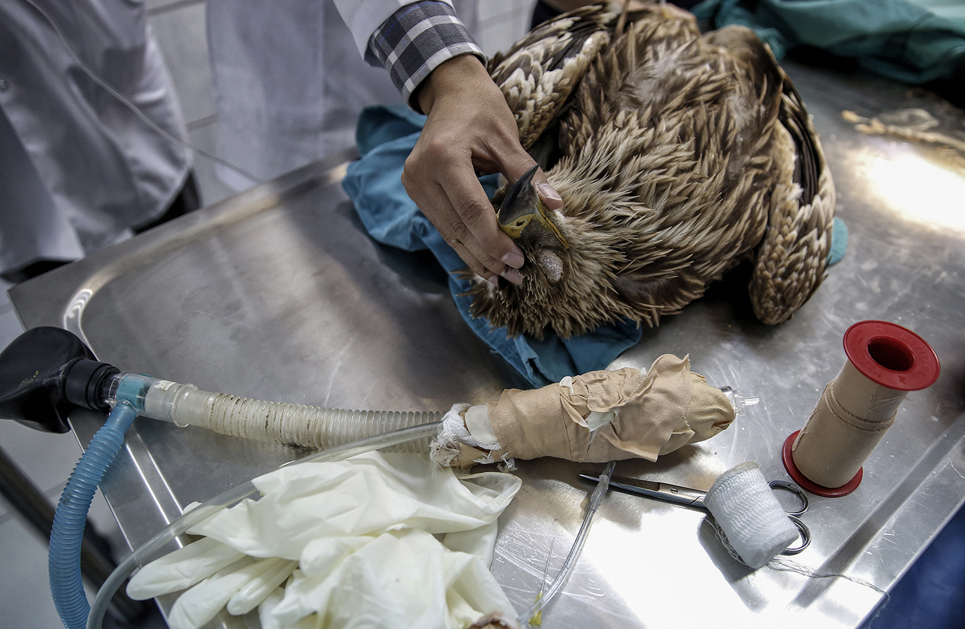 A veterinarian holds beak of a eagle before his surgery at the Istanbul University Cerrahpasa Faculty of Veterinary Science Hospital in Istanbul, Turkey, 31.11.2016