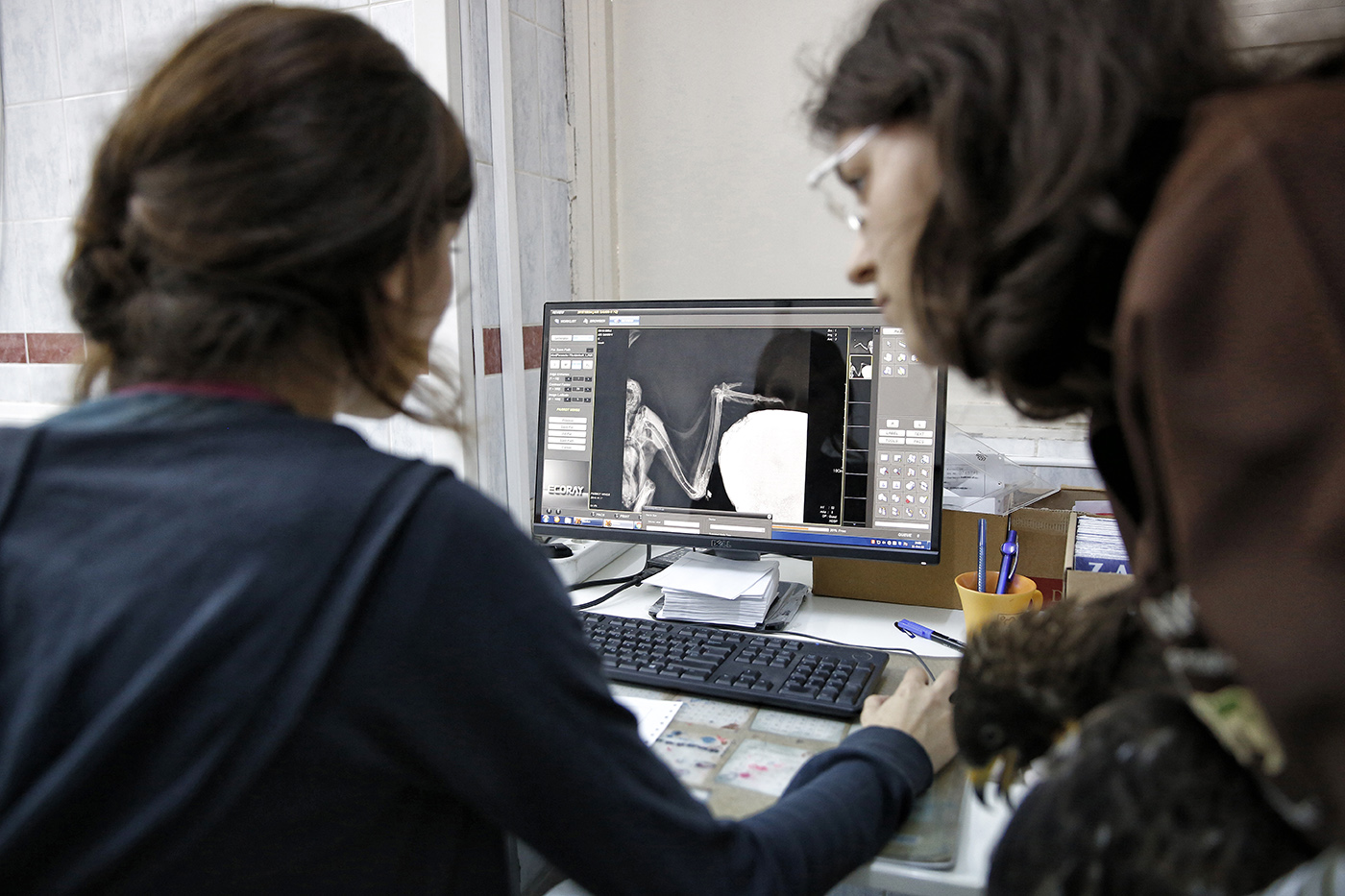 A radiologist checks a tomography of a eagle on a screen at the Istanbul University Cerrahpasa Faculty of Veterinary Science Hospital in Istanbul, Turkey, 01 December 2016. 