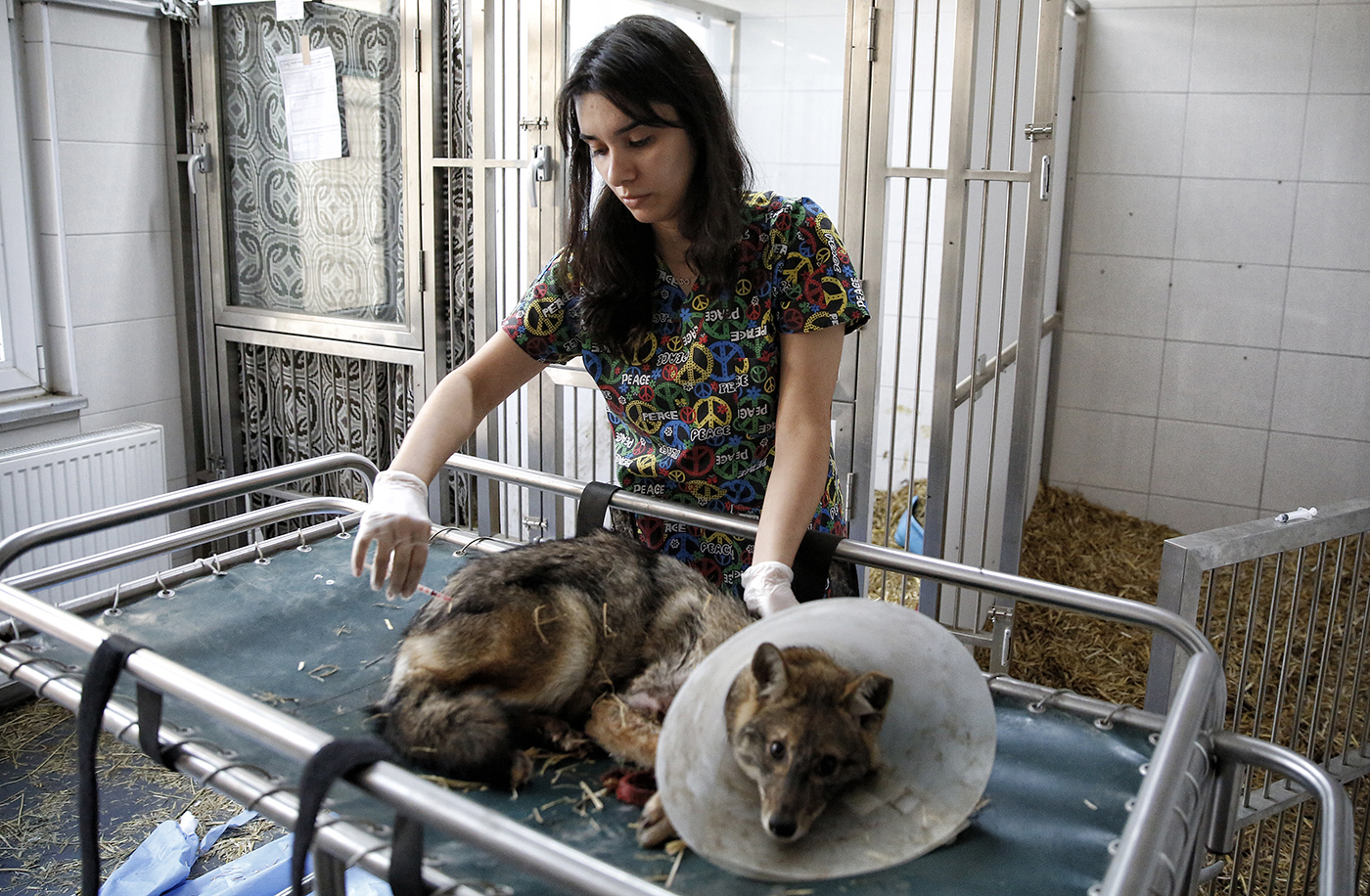 A student of veterinarian gives an injection to a jackal at the Istanbul University Cerrahpasa Faculty of Veterinary Science Hospital in Istanbul, Turkey, 13 November 2016. 