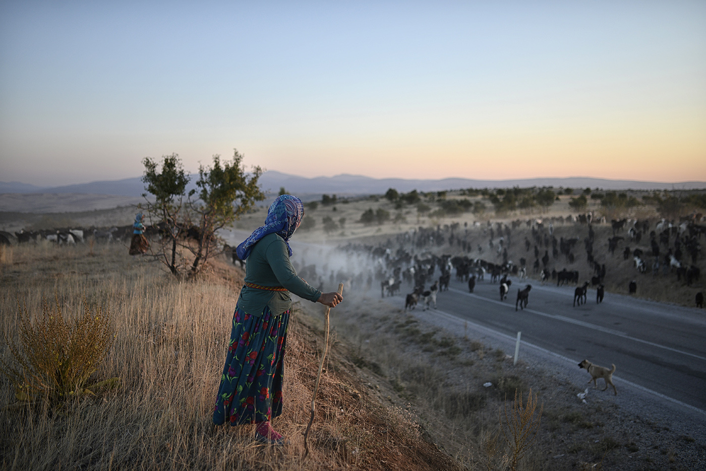 A woman member of Sarikecili nomads looks to thier goats during their migrations from Karaman to Mersin for winter in rural of  the Konya, Turkey, 25 September 2015