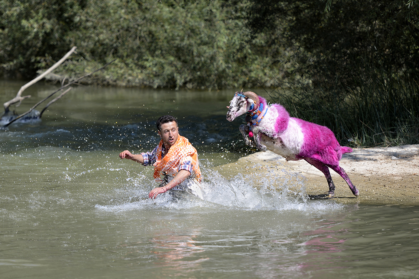 A shepherd and a sheep entering the Menderes River during the traditional sheep river-crossing competition in the village of Asagiseyit, near Denizli, Turkey, 25 August 2013. The centuries-old competition, part of the nomadic tradition, aims to measure the attentiveness of the animal to the herder.