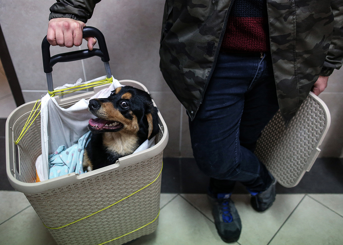 A dog sits in a basket as it waits for treatment at the Istanbul University Cerrahpasa Faculty of Veterinary Science Hospital in Istanbul, Turkey, 12 December 2018. 