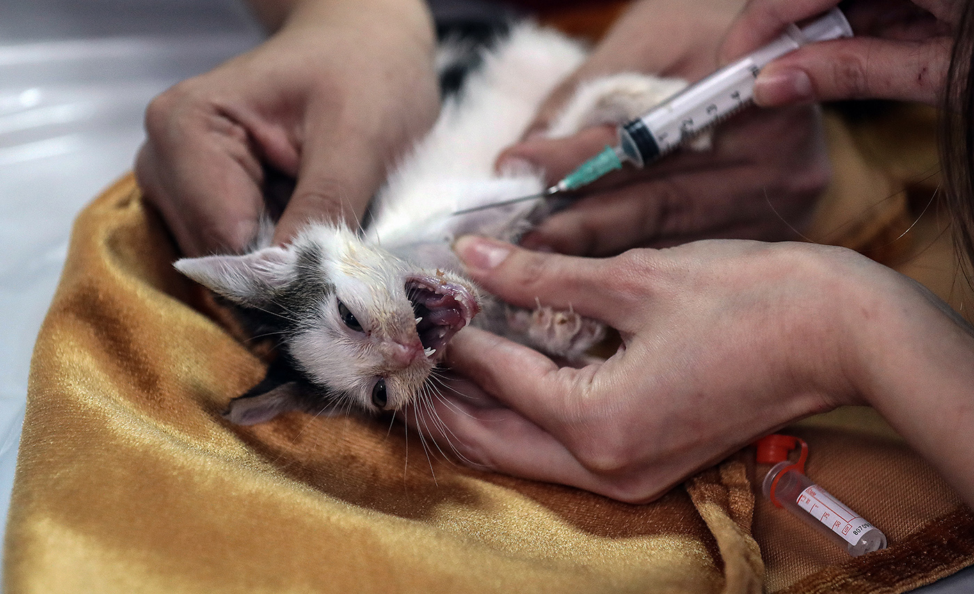 eterinarians take blood from a baby cat at the Istanbul University Cerrahpasa Faculty of Veterinary Science Hospital in Istanbul, Turkey, 17 December 2018.
