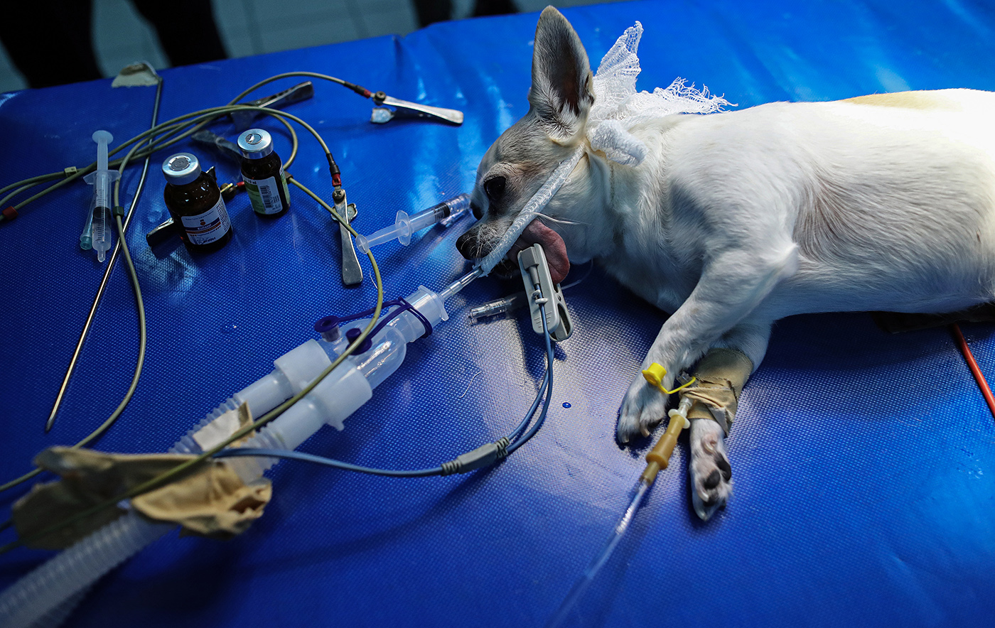 A dog lies under narcosis before a surgery at the Istanbul University Cerrahpasa Faculty of Veterinary Science Hospital in Istanbul, Turkey, 13 December 2018. 