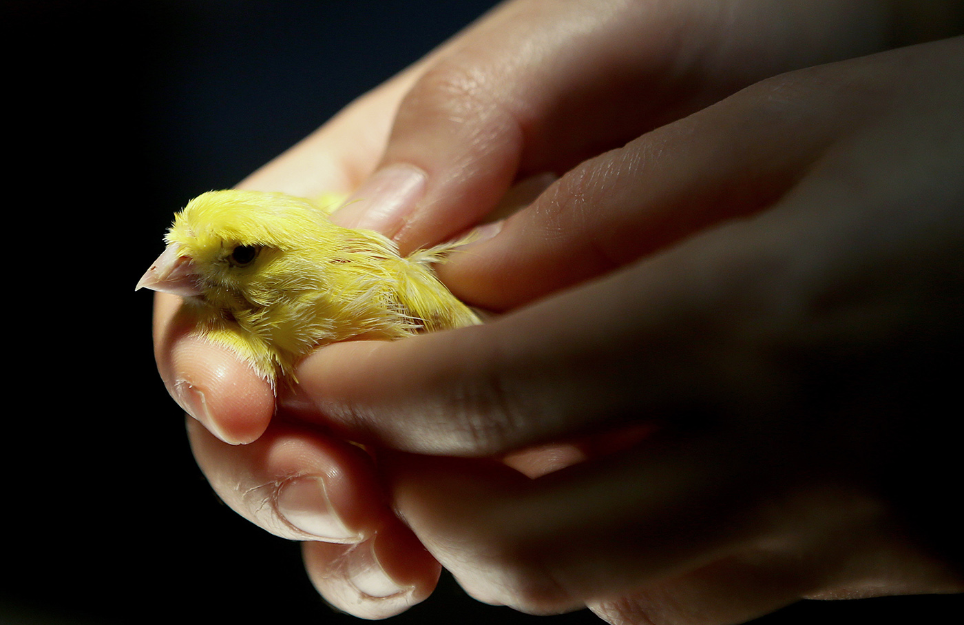 A veterinarian holds a canary bird for the examination at the Istanbul University Cerrahpasa Faculty of Veterinary Science Hospital in Istanbul, Turkey, 13 December 2018. 