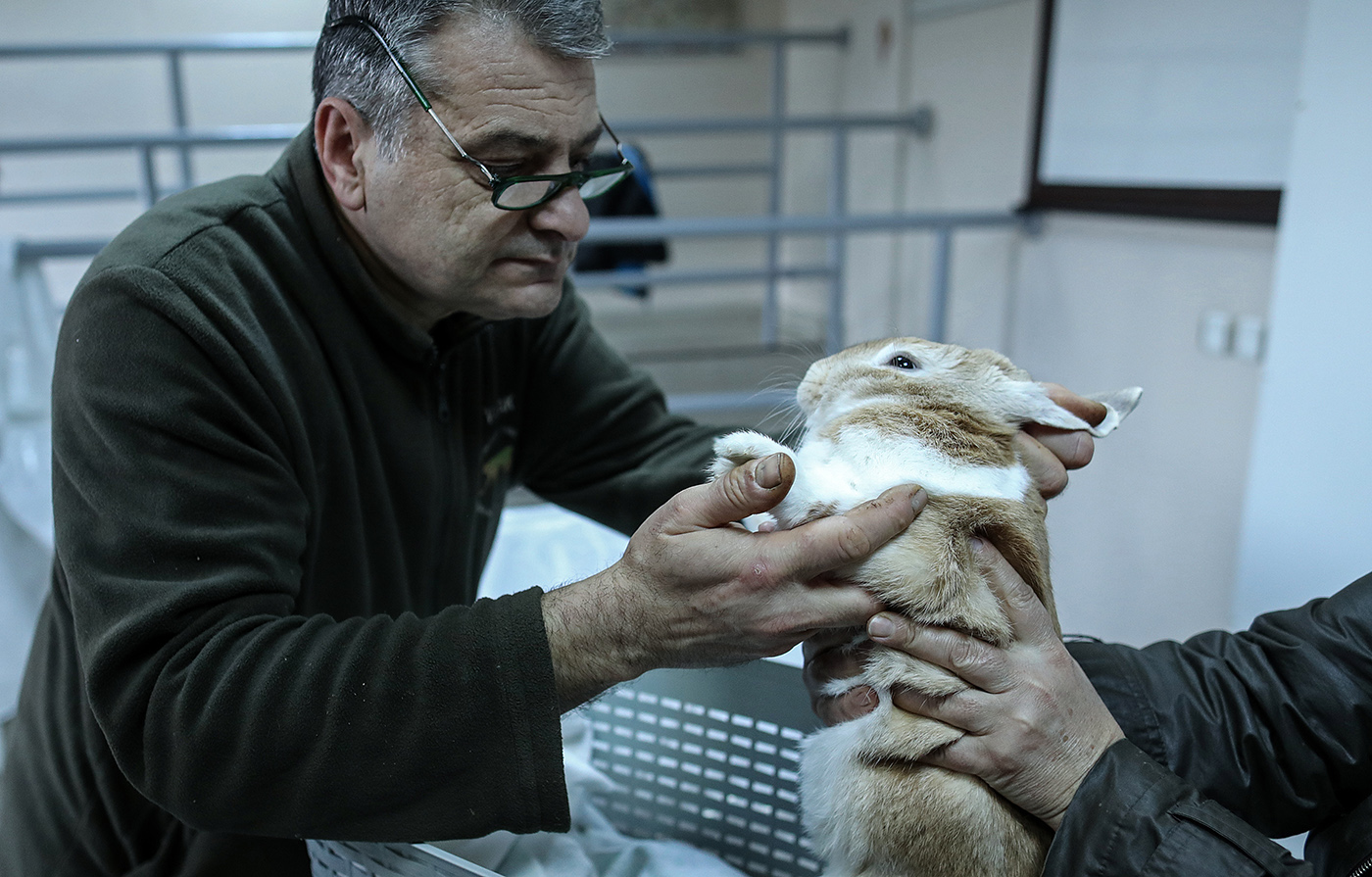 Head of Department of Wild Animal Diseases and Ecology Prof. Dr. Serhat Ozsoy checks a rabbit in the Istanbul University Cerrahpasa Faculty of Veterinary Science Hospital in Istanbul, Turkey, 13 December 2018. 