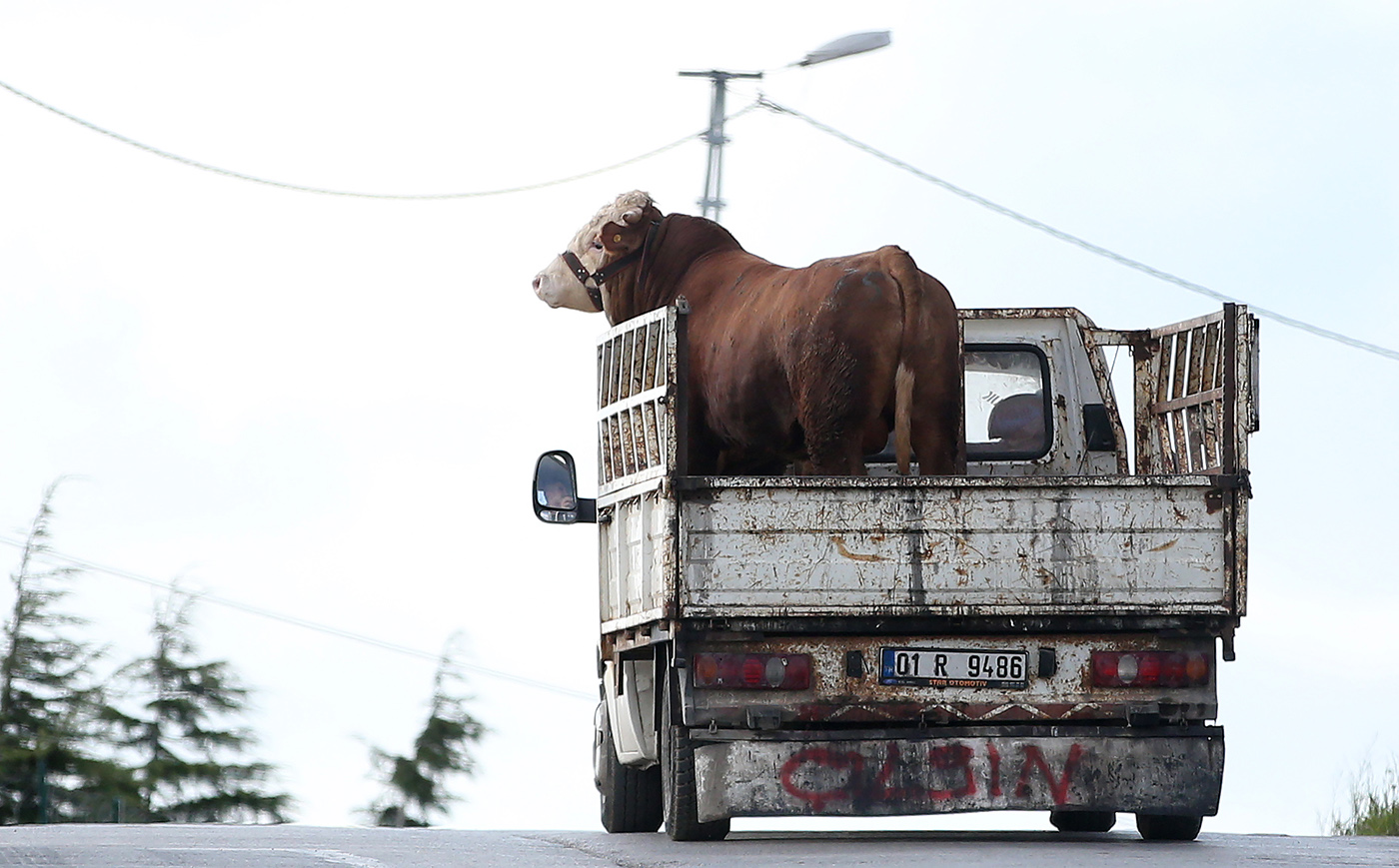 A vehicle transports cattle destined for sacrifice during Eid al-Adha celebrations in Istanbul, Turkey, 11 August 2019. Eid al-Adha is the holiest of the two Muslims holidays celebrated each year, it marks the yearly Muslim pilgrimage (Hajj) to visit Mecca, the holiest place in Islam. Muslims slaughter a sacrificial animal and split the meat into three parts, one for the family, one for friends and relatives, and one for the poor and needy.