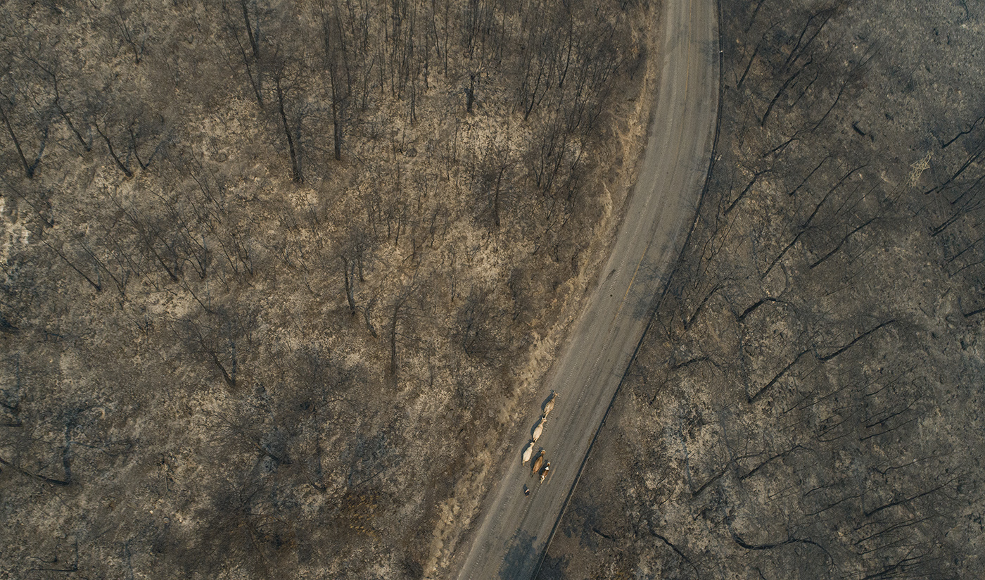 An aerial view taken with a drone shows an old woman evacuating her animals at the burned landed to a safe place due to wildfires at the Cokertme village of Milas district of Mugla, Turkey, 02 August 2021. Turkish Health minister Fahrettin Koca confirmed that eight people have lost their lives due to the wildfires raging in Turkey’s Mediterranean towns.